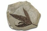 Fossil Sycamore (Macginitiea) Leaf - Green River Formation, Utah #356084-1